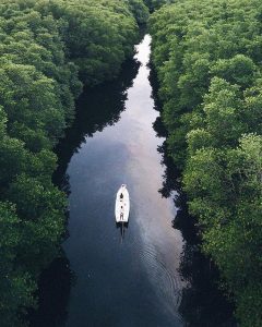 Mangrove Tour