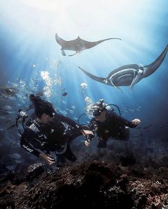 Manta Diving