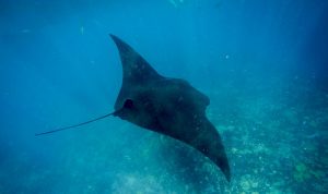 Manta Diving